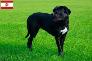 Mehr über den Artikel erfahren Cane Corso Italiano Züchter und Welpen in Französisch-Polynesien