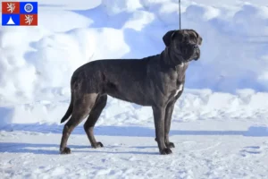 Mehr über den Artikel erfahren Cane Corso Italiano Züchter und Welpen in Liberec