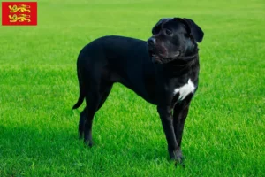 Mehr über den Artikel erfahren Cane Corso Italiano Züchter und Welpen in der Normandie