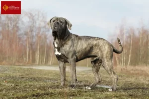 Mehr über den Artikel erfahren Cane Corso Italiano Züchter und Welpen in Okzitanien