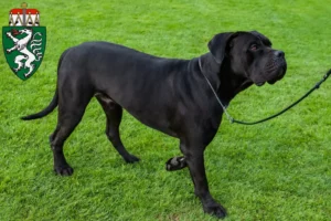 Mehr über den Artikel erfahren Cane Corso Italiano Züchter und Welpen in der Steiermark