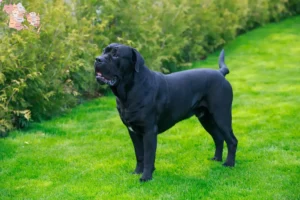 Mehr über den Artikel erfahren Cane Corso Italiano Züchter und Welpen in Syddanmark