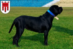 Mehr über den Artikel erfahren Cane Corso Italiano Züchter und Welpen in Vorarlberg