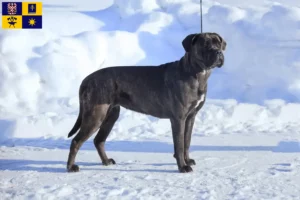 Mehr über den Artikel erfahren Cane Corso Italiano Züchter und Welpen in Zlín