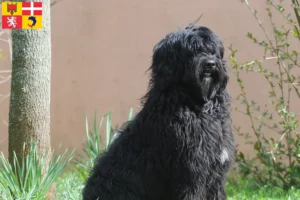 Mehr über den Artikel erfahren Cão de Agua português Züchter und Welpen in Auvergne-Rhône-Alpes