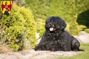 Mehr über den Artikel erfahren Cão de Agua português Züchter und Welpen im Burgenland