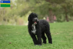 Mehr über den Artikel erfahren Cão de Agua português Züchter und Welpen in Flevoland