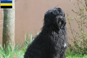 Mehr über den Artikel erfahren Cão de Agua português Züchter und Welpen in Gelderland