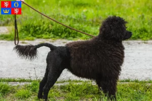 Mehr über den Artikel erfahren Cão de Agua português Züchter und Welpen in Hradec Králové