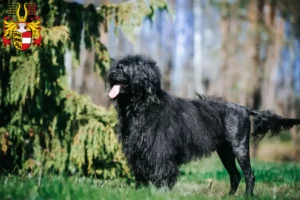 Mehr über den Artikel erfahren Cão de Agua português Züchter und Welpen in Kärnten