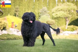 Mehr über den Artikel erfahren Cão de Agua português Züchter und Welpen in Limburg