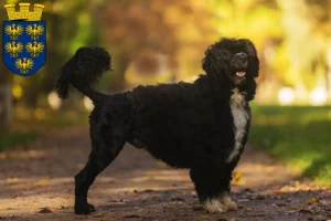 Mehr über den Artikel erfahren Cão de Agua português Züchter und Welpen in Niederösterreich