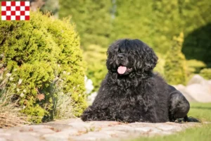 Mehr über den Artikel erfahren Cão de Agua português Züchter und Welpen in Nordbrabant