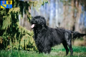 Mehr über den Artikel erfahren Cão de Agua português Züchter und Welpen in Olmütz