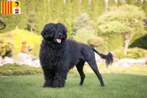 Mehr über den Artikel erfahren Cão de Agua português Züchter und Welpen in der Provence-Alpes-Côte d’Azur