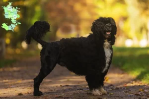 Mehr über den Artikel erfahren Cão de Agua português Züchter und Welpen in Sjælland