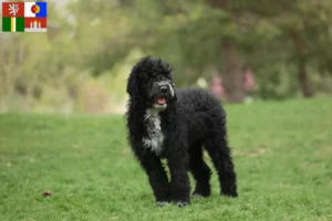 Mehr über den Artikel erfahren Cão de Agua português Züchter und Welpen in Südböhmen