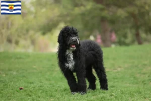 Mehr über den Artikel erfahren Cão de Agua português Züchter und Welpen in Zeeland