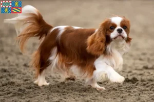 Mehr über den Artikel erfahren Cavalier King Charles Spaniel Züchter und Welpen in Bourgogne-Franche-Comté