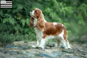 Mehr über den Artikel erfahren Cavalier King Charles Spaniel Züchter und Welpen in der Bretagne