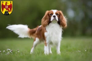 Mehr über den Artikel erfahren Cavalier King Charles Spaniel Züchter und Welpen im Burgenland