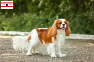 Mehr über den Artikel erfahren Cavalier King Charles Spaniel Züchter und Welpen in Drenthe