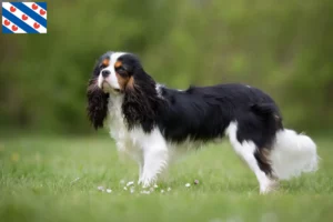 Mehr über den Artikel erfahren Cavalier King Charles Spaniel Züchter und Welpen in Friesland