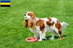 Mehr über den Artikel erfahren Cavalier King Charles Spaniel Züchter und Welpen in Gelderland