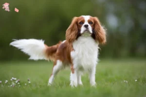 Mehr über den Artikel erfahren Cavalier King Charles Spaniel Züchter und Welpen in Hovedstaden