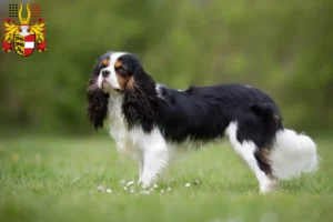 Mehr über den Artikel erfahren Cavalier King Charles Spaniel Züchter und Welpen in Kärnten