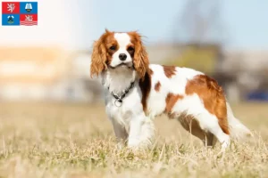 Mehr über den Artikel erfahren Cavalier King Charles Spaniel Züchter und Welpen in Karlsbad