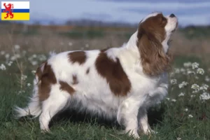 Mehr über den Artikel erfahren Cavalier King Charles Spaniel Züchter und Welpen in Limburg