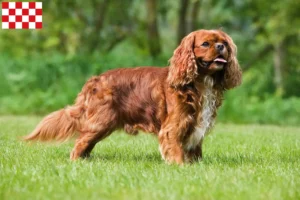 Mehr über den Artikel erfahren Cavalier King Charles Spaniel Züchter und Welpen in Nordbrabant