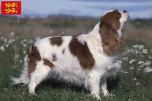 Mehr über den Artikel erfahren Cavalier King Charles Spaniel Züchter und Welpen in der Normandie