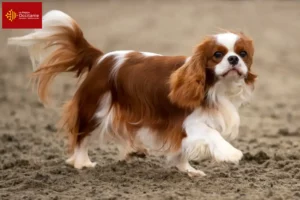 Mehr über den Artikel erfahren Cavalier King Charles Spaniel Züchter und Welpen in Okzitanien