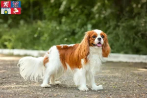 Mehr über den Artikel erfahren Cavalier King Charles Spaniel Züchter und Welpen in Pardubice