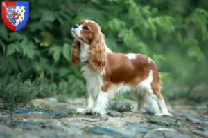 Mehr über den Artikel erfahren Cavalier King Charles Spaniel Züchter und Welpen in Pays de la Loire