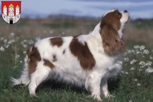 Mehr über den Artikel erfahren Cavalier King Charles Spaniel Züchter und Welpen in Salzburg