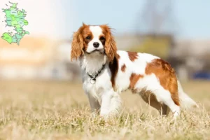 Mehr über den Artikel erfahren Cavalier King Charles Spaniel Züchter und Welpen in Sjælland