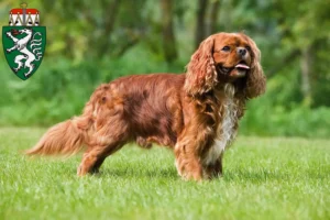 Mehr über den Artikel erfahren Cavalier King Charles Spaniel Züchter und Welpen in der Steiermark