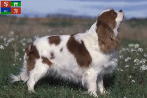 Mehr über den Artikel erfahren Cavalier King Charles Spaniel Züchter und Welpen in Ústí