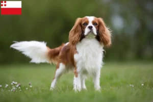 Mehr über den Artikel erfahren Cavalier King Charles Spaniel Züchter und Welpen in Utrecht