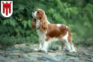 Mehr über den Artikel erfahren Cavalier King Charles Spaniel Züchter und Welpen in Vorarlberg