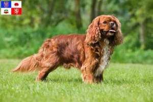 Mehr über den Artikel erfahren Cavalier King Charles Spaniel Züchter und Welpen in Vysočina