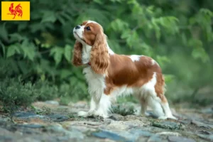 Mehr über den Artikel erfahren Cavalier King Charles Spaniel Züchter und Welpen in Wallonische Region