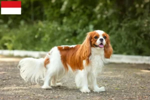 Mehr über den Artikel erfahren Cavalier King Charles Spaniel Züchter und Welpen in Wien