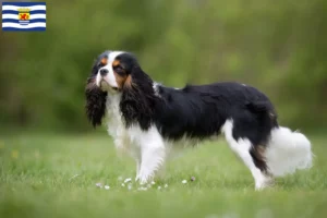 Mehr über den Artikel erfahren Cavalier King Charles Spaniel Züchter und Welpen in Zeeland