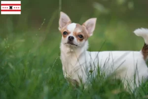 Mehr über den Artikel erfahren Chihuahua Züchter und Welpen in Drenthe