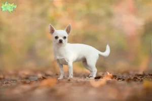 Mehr über den Artikel erfahren Chihuahua Züchter und Welpen in Midtjylland