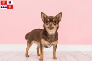 Mehr über den Artikel erfahren Chihuahua Züchter und Welpen in Mittelböhmen